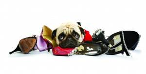 Innocent pug sleeping over a pile of shoes